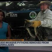 Florida Trappers Step Up Efforts Catch 3 600 Pythons