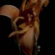 TF129 Time Lapse Flower FREE FOOTAGE