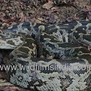 Giant Indian Rock Python Lunges At Camera Man While Sitting Coiled