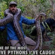 My Python Hunting Dog Was Almost Taken Out By This Giant Python