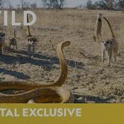 Cobra Vs Meerkat Wild Africa National Geographic Wild UK