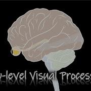 Perception Low Level Visual Processing The Retina Part2 ENG