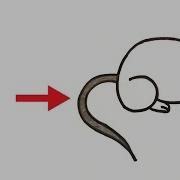 How To Draw Rat From Number 6 Easy Rat Drawing Step By Step Number Drawing