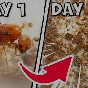 I Kept Fire Ants For 100 Days THIS Happened