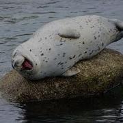 Funniest Seal Moments With Human Level Comedy