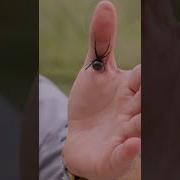 Never Handle A Black Widow