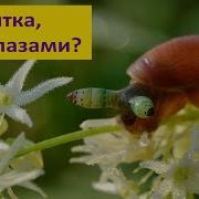 УЛИТКА ЗОМБИ и её парадоксальный паразит Наталья Носова