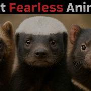 10 Most Fearless Animals In The World