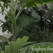 Virtual Field Trip Programs At The Conservatory Of Flowers