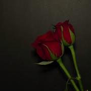 Dying Roses Timelapse Reversed