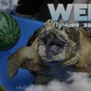 Dank WebM Compilation 55
