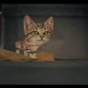 MOBY Dream About Me Official Video