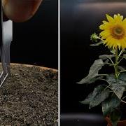 Growing Sunflower Time Lapse Seed To Flower In 83 Days