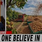 Inside A Giant Walnut Processing Plant Harvesting And Producing 680 000 Walnuts