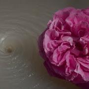 Amazing Water Vortex Experiment Whirlpool Hole Vs Pink Flowers