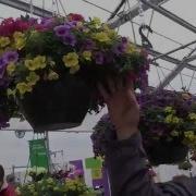 2016 Spring Trials PanAmerican Seed