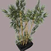 Bamboo Plant In Pot Low Poly 3D Model From CGTrader Com
