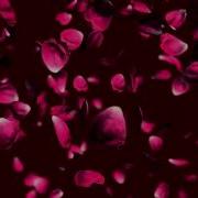 Video Background 045 Wedding Falling Rose Petals Animation