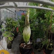 Timelapse Corpse Flower Blossoms At San Jose State University