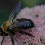 How To Train A Bumblebee Scientists Study Insect Intelligence National Geographic