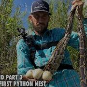 Finding The First Active Python Nest With Eggs On Python Island