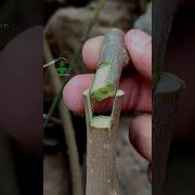 Plant Grafting Technique For Beginners Successful And Satisfying Usa Grafting Videos