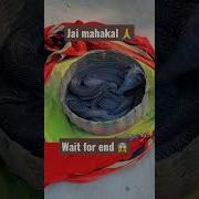 Double Snake Nagin Music Shorts Youtube Viral Video Double Snake Viral Pageforyou