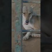 Wolf In The Cage Zoo Animals Zoo Wolf Wolfwarrior Wolfwalkers Animal Animals Wild Pets
