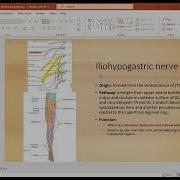 Lumbar And Sacral Plexus