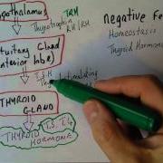 Endocrine System 4 Homeostasis Acheived By Negative Feedback