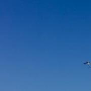 Drone Vs Hummingbird