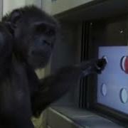 Touch Screen Test Chimp TV BBC Studios