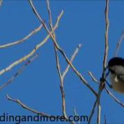 The Two Note Call Of The Male Black Capped Chickadee