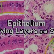 Identifying Layers And Shapes Epithelium