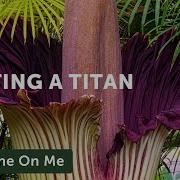 Repot An Amorphophallus Titanum Corpse Flower Ep 247