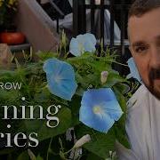 How To Grow Morning Glory Seeds Gardening Tips From Seed To Bloom