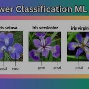 Iris Flowers Classification Machine Learning Project Python