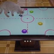 IRT Cat Table The First Interactive Table That Really Works Cat S Approved