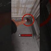NEVER Kill A Cockroach
