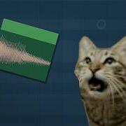 How To Cat Beat