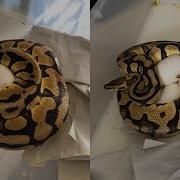 Pulling Clutch 2020 04 Ball Python Eggs
