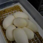 Setting Up Ball Python Eggs 3 Of 3