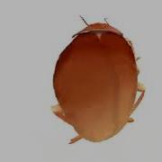 Dancing Roach But More Thicc And Earrape