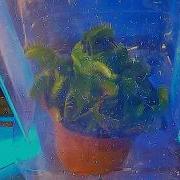 Particle Accelerator VS Plant