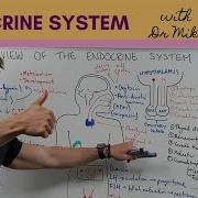 Overview Of The Endocrine System