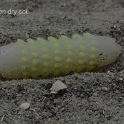 Earthworm Inspired Soft Skin Crawling Robot Advanced Science 2024