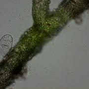 3d Printed Openflexure Microscope First Tests
