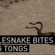 Rattlesnake Bites Man Who Picked It Up With Barbecue Tongs NBCLA