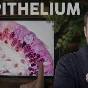 Epithelial Tissue Histology Explained For Beginners Corporis