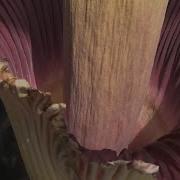 Corpse Flower Blooms At Mount Holyoke College